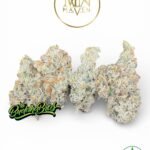 French Lotus By Maven Genetics