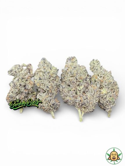 Face Off x Motorbreath