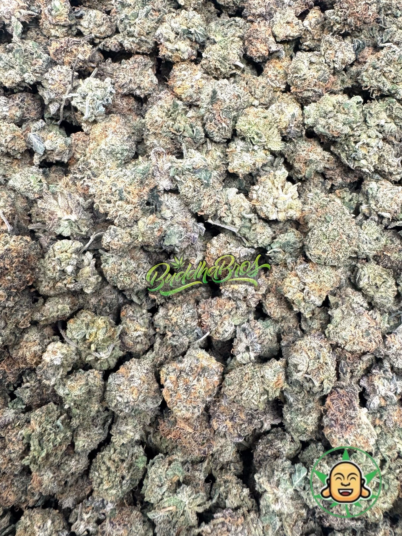 Gelato 33 (Smalls) Gelato 33 (Smalls)