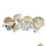 Icebergs Magic Mushrooms