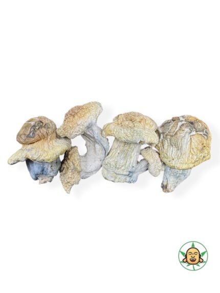 Icebergs Magic Mushrooms