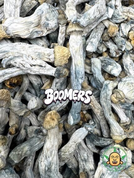 Mushrooms - Albino Penis Envy (Boomers)