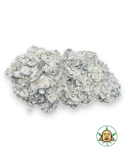 Mushrooms - Chocolate Krinkle Brain