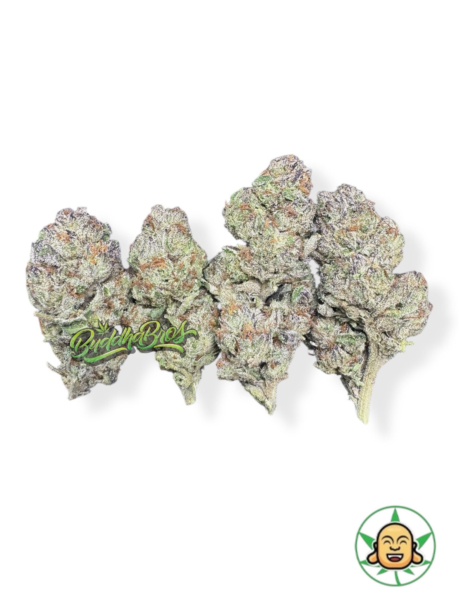 Purple Queen Purple Queen