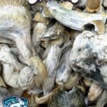 Magic Mushrooms - Arctic Hare